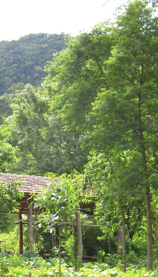 PERMACULTURA Permacultura é uma síntese das práticas agrícolas tradicionais com idéias inovadoras.