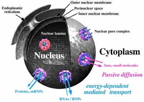 Complexo poro nuclear (~120 milhões de Daltons; 100 diferentes proteínas em vertebrados)