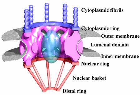 nuclear Cesta nuclear Anel distal Fibrilas citoplasmáticas Anel citoplasmático Membrana