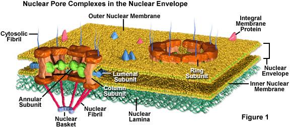 Membrana nuclear externa Fibrilas citoplasmáticas Membrana