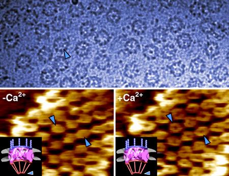 Complexo poro nuclear Acima: microscopia-eletrônica de uma fina fatia do envelope nuclear (250 nm), não fixada e não corada revelando complexos poronucleares individuais.