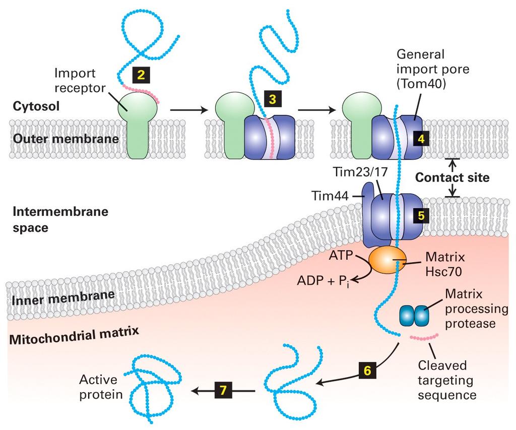 Proteína precurssora Importação de proteínas para o interior da matriz mitocondrial Hsc 70 citosólica Destino: mitocôndria e cloroplastos As proteínas se desdobram para entrar; possuem uma seq.