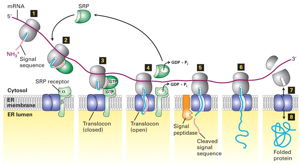 Síntese de proteínas solúveis e seu transporte co-traducional através da