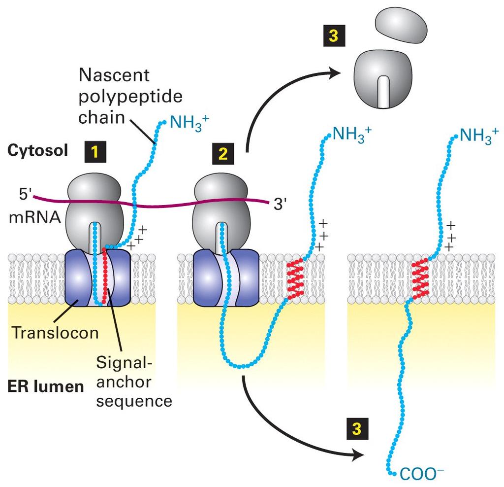 Síntese e inserção na membrana do RE das proteínas unipasso