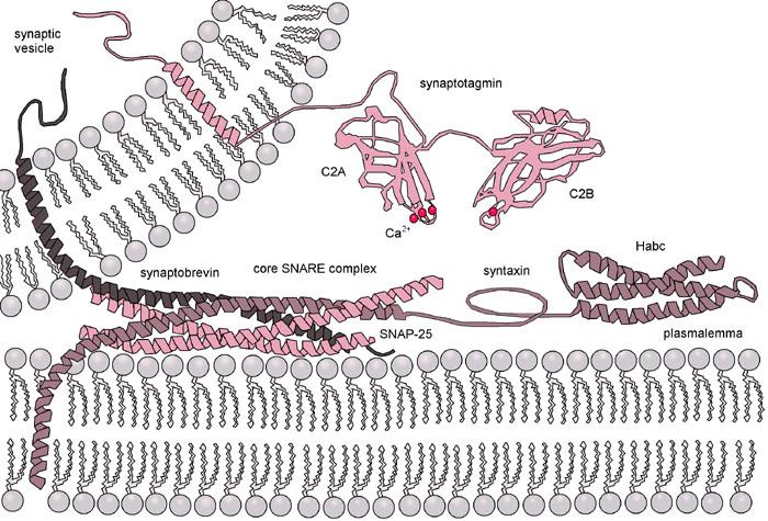 Figura adaptada de: Littleton, J. T. et al.