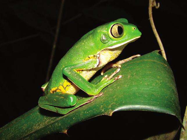 Anurans recorded in the Rio Pardo