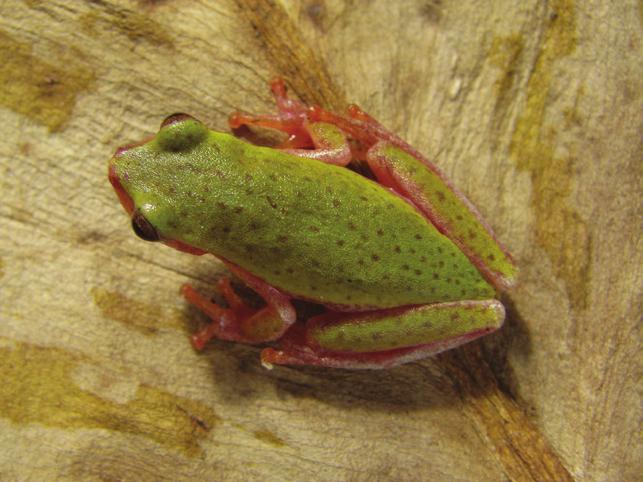 a) Rhinella ornata; b) Rhinella