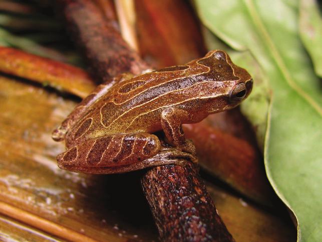 Dendropsophus jimi; g) Dendropsophus