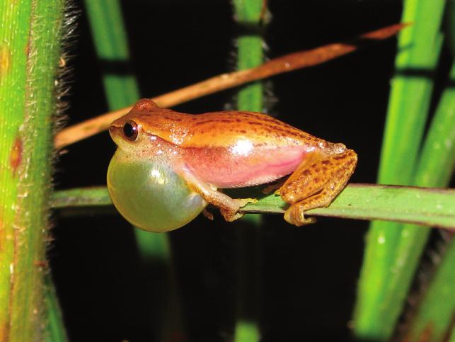 Hypsiboas albopunctatus; j) Hypsiboas