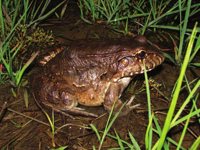 t) Physalaemus marmoratus; u) Leptodactylus fuscus; v) Leptodactylus mystacinus; x) Leptodactylus