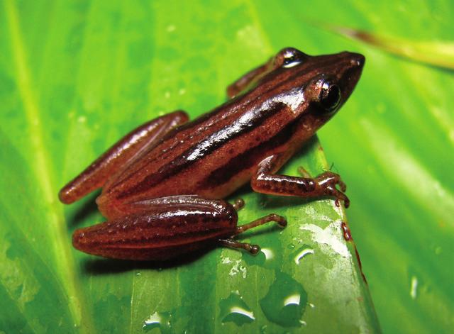 Dendropsophus minutus e Scinax fuscovarius foram dominantes em relação à comunidade,