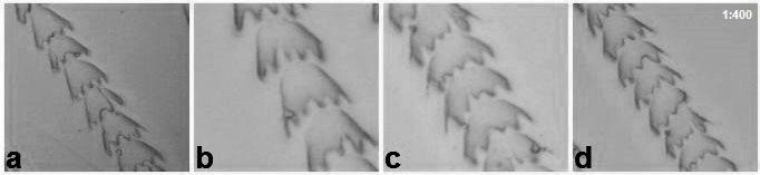 Impressões cuticulares de pelos guarda de: (a) Thyroptera tricolor - Família Thyropteridae (padrão conoidal liso); (b) Pteronotus parnellii - Família