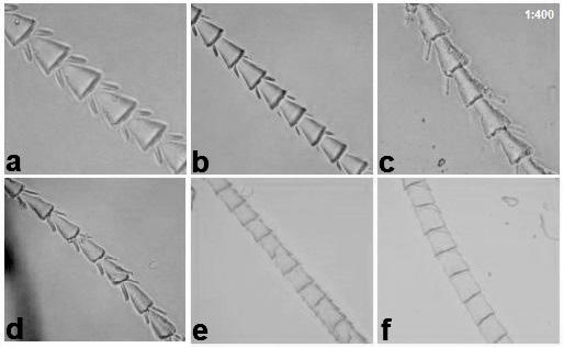 124. Marchioro & Miranda A variação morfológica cuticular das 67 espécies amostradas foram classificadas em oito padrões morfológicos: (1) ondeado oblíquo Glossophaginae, Lonchophyllinae, Caroliinae,