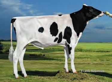 Kobra DOUBLEEAGLE RANSM KOBRAET Dam: Levash Explode Kianna Vg86 2Yr 147HO02472 KOBRA DOUBLEEAGLE RANSM