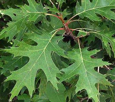 É conhecida como carvalho ou carvalhovermelho do norte (português), northern red oak (inglês) e