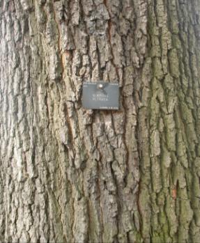 3.2 Quercus sessiliflora Salisb. A espécie de Quercus sessiliflora Salisb. (sinônimos: Quercus petraea Leibel. e Quercus sessilis Ehrh.