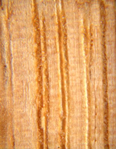 radial macroscópicas da madeira de Quercus