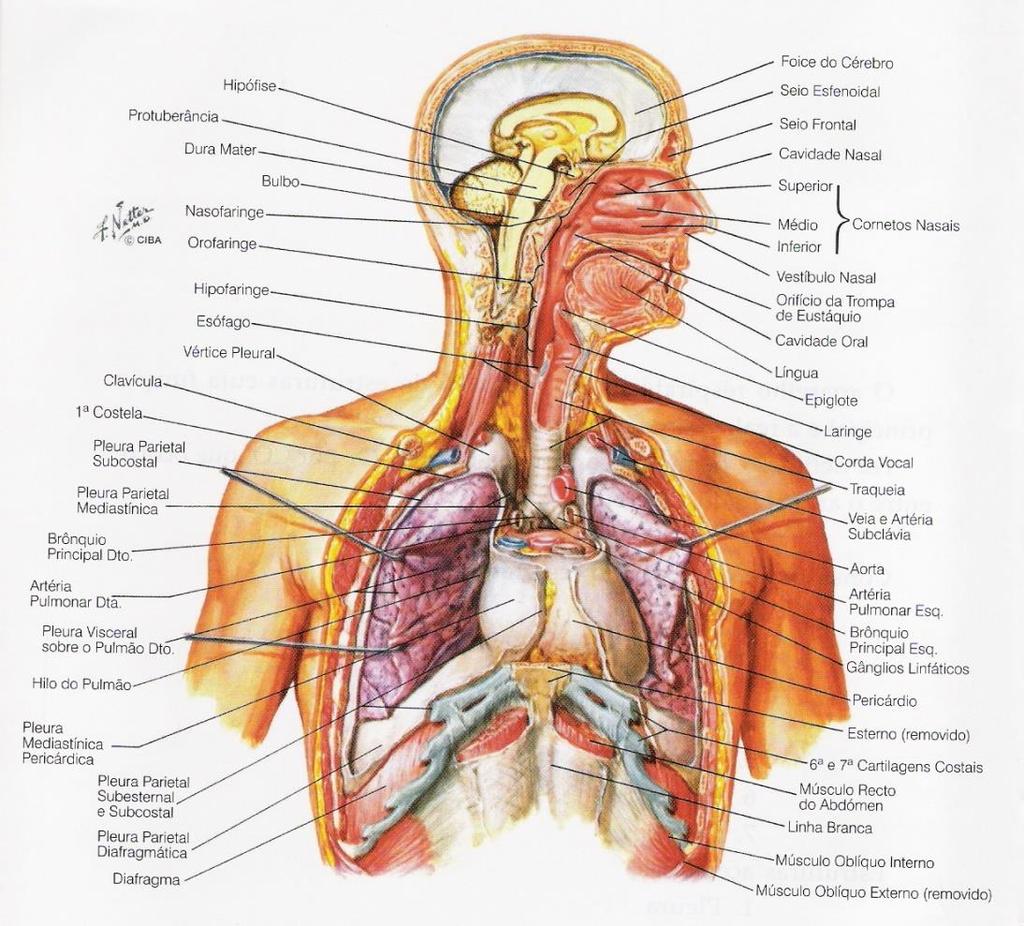 CONSTITUIÇÃO DO SISTEMA RESPIRATÓRIO Vias aéreas Pulmão