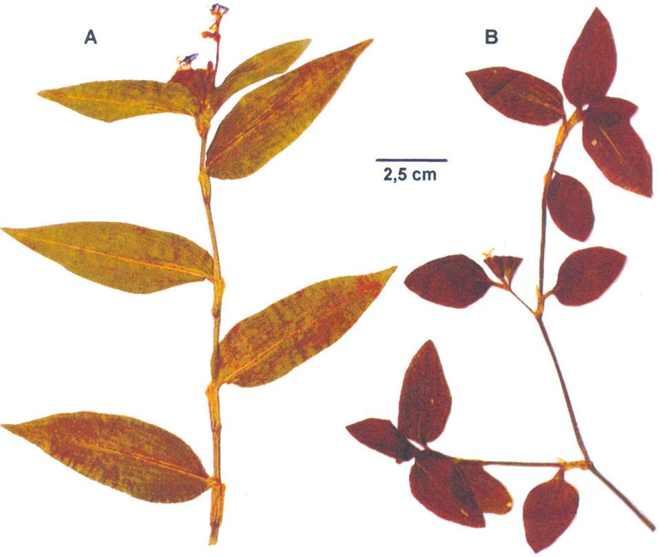 Rocha et al. FIGURA 2. Aspecto das plantas herborizadas.
