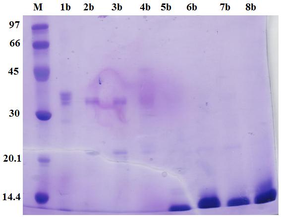 57 Figura 6 - Perfil de cromatografia de troca catiônica em coluna Mono S TM 5/50 GL. Linha azul e verde representa a absorção de luz em 280 nm (UV) e a concentração de sal respectivamente.