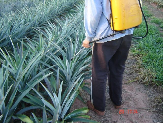 temperatura, principalmente a noturna, estimula ao início do processo de diferenciação floral natural (Gowing, 1961; Reinhardt et al., 1986).