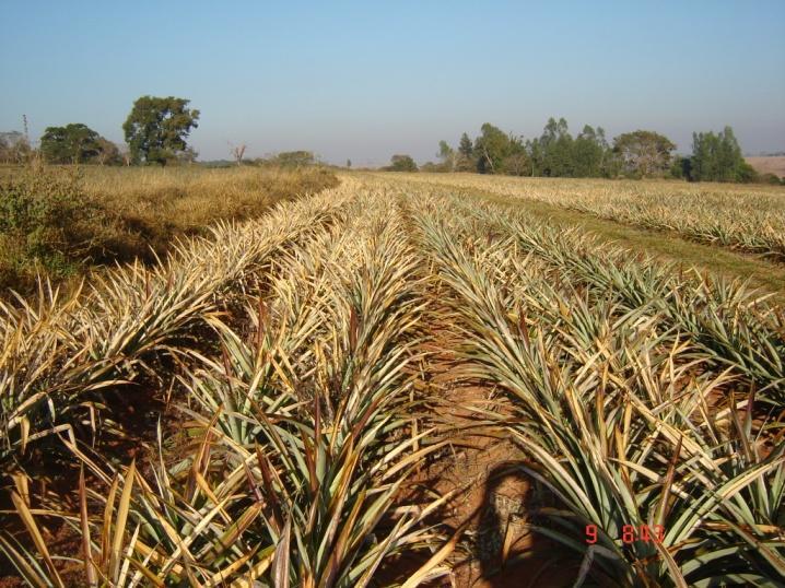 Min & Bartholomew (1993) partindo da necessidade de se entender a fisiologia do florescimento natural do abacaxizeiro, produção do etileno e os efeitos de reguladores vegetais concluíram que ethephon