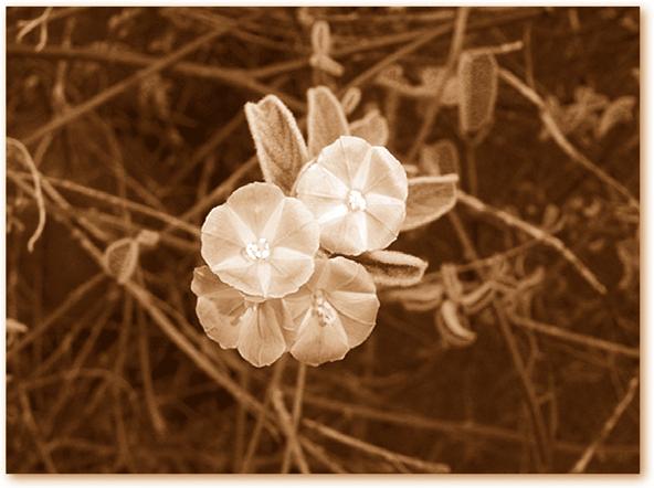 Sementes dormentes Solos rasos, clima semiárido, produzem espécies com sementes adaptadas em igual medida para suportar altas temperaturas e baixa umidade.