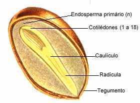 A semente e a futura planta