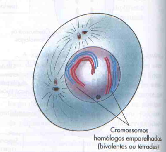 Pareamento dos cromossomos homólogos