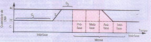 CICLO CELULAR Interfase e Mitose Interfase Fases G1 (DNA constante) S (duplicação do DNA) G2, inicia-se a mitose (quantidade de DNA retorna à