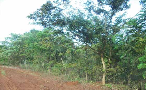 Ações Ambientais ::capa :: O grupo Pedra colhe 80% de cana crua em áreas mecanizáveis e já plantou 295 mil mudas de árvores nativas D e s d e 1 9 7 2, q u a n d o a Organização das Nações Unidas ONU,