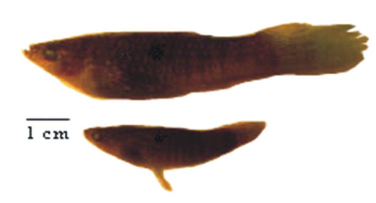 Xiphophurus helleri (Heckel 1848), apresenta a nadadeira dorsal com 11-14 raios; anal com 8-10 raios. Macho tem gonopódio e uma extensão tipo espada da nadadeira caudal. Família Anablepidae Figura 11.
