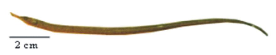 480 ANDREATA, J.V. Família Syngnathidae Família Triglidae Caracteres gerais: corpo alongado, coberto por anéis ósseos fortemente unidos entre si; focinho tubular com a boca em seu extremo.
