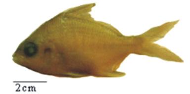 Nadadeira caudal bifurcada (Figueiredo & Menezes 1980, Andreata 2002a, Carvalho-Filho 1999). Diapterus rhombeus (Ribeiro, 1915) Figura 19. Oligoplites saurus (Bloch & Schneider, 1801). Figure 19.