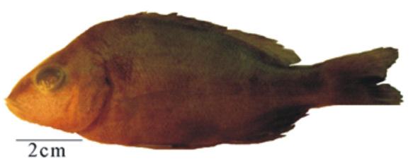 Diplodus argenteus (Valenciennes, 1830) Figura 26. Pomadasys croco (Cuvier, 1830). Figure 26. Pomadasys croco (Cuvier, 1830). Figura 28. Diplodus argenteus (Valenciennes, 1830). Figure 28.