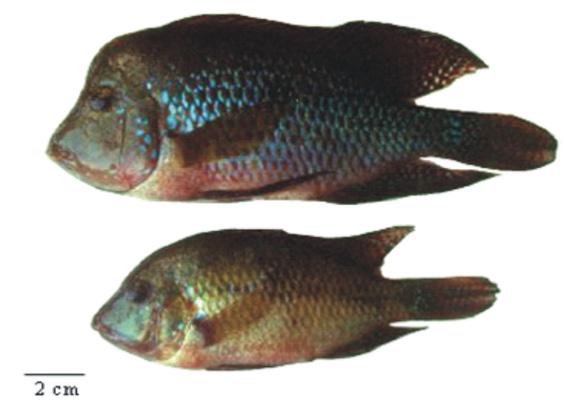 PEIXES, LAGOA RODRIGO DE FREITAS 485 serreada. Possui estrias escuras oblíquas na parte dorsal do corpo e 6-7 séries oblíquas de escamas entre a origem da nadadeira dorsal e a linha lateral.