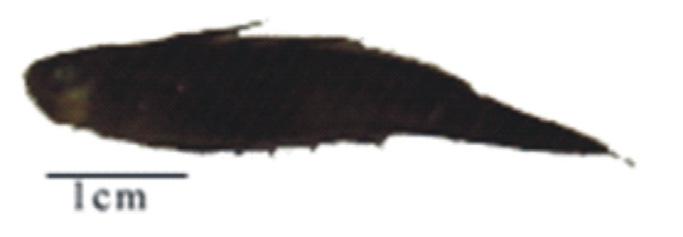 486 ANDREATA, J.V. Nadadeira dorsal com VI e usualmente 11 raios, anal em geral com 12 raios. Corpo com 29-34 fileiras laterais de escamas, a partir da base da nadadeira peitoral.