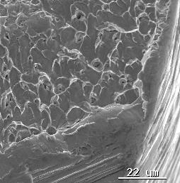 fibrosa central (seta branca). MEV, 200x FIGURA 6.