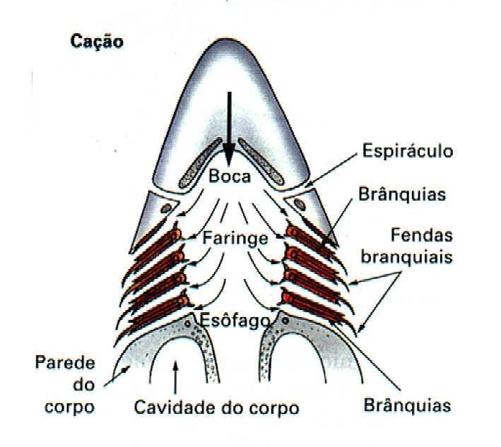 peixes