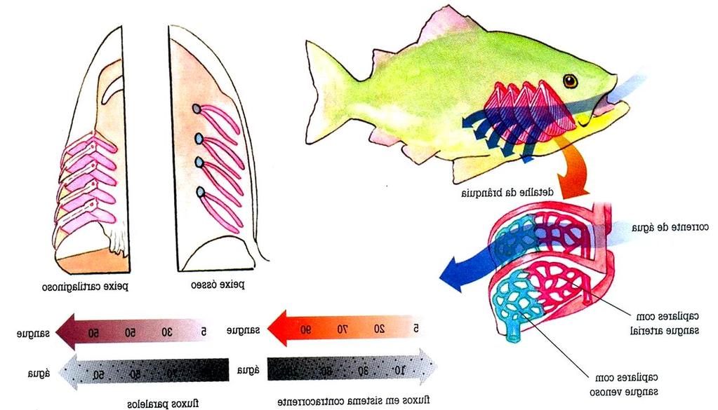 Água e sangue nas brânquias fluem em contracorrente contra-corrente fluxo de sangue 0 2 4 6 8 2 4 6 8 10 fluxo