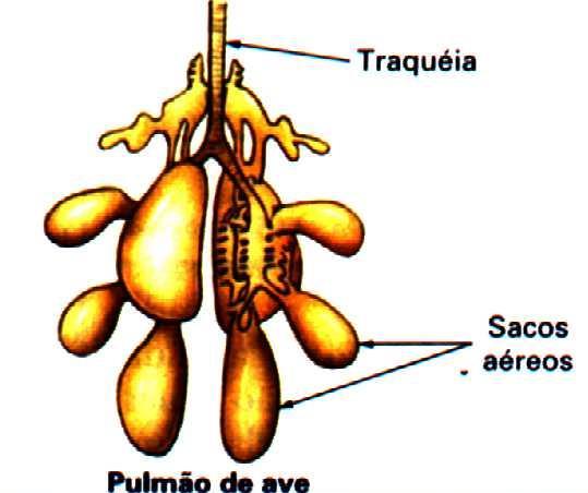 mamíferos Anfibio Pequena área