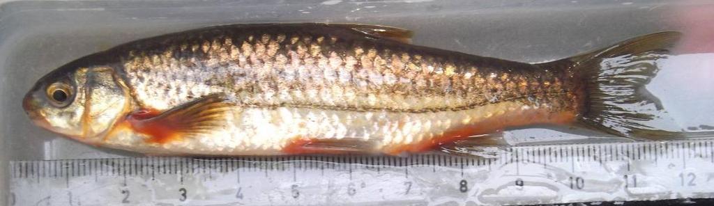 3.2.2. Achondrostoma oligolepis - RUIVACO Figura 11 - Achondrostoma oligolepis - Ruivaco. Biologia O ruivaco (Figura 11) é um peixe de pequeno tamanho e é endémico de Portugal.