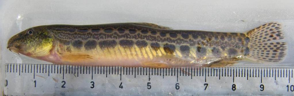 3.2.6. Cobitis paludica - Verdemã-comum Figura 15 - Cobitis paludica - Verdemã-comum. Biologia O Verdemã-comum (Figura 15) é um pequeno peixe de fundo é um membro da família Cobitidae.