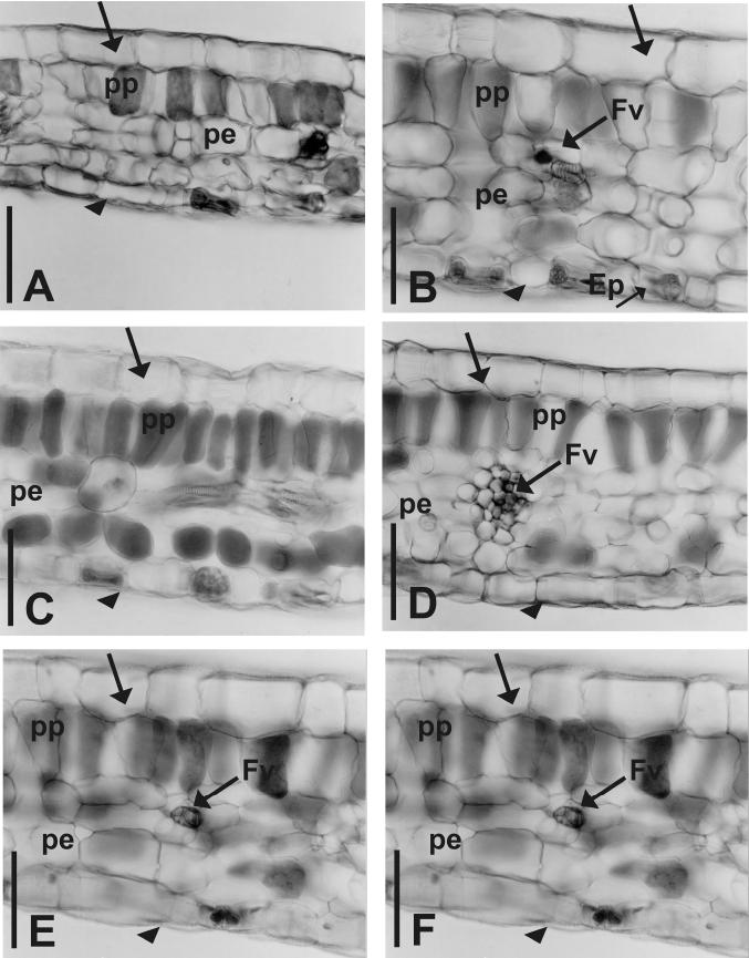 1450 Oliveira et al. Figura 2 - Fotomicrografias de seções transversais de folhas de A.