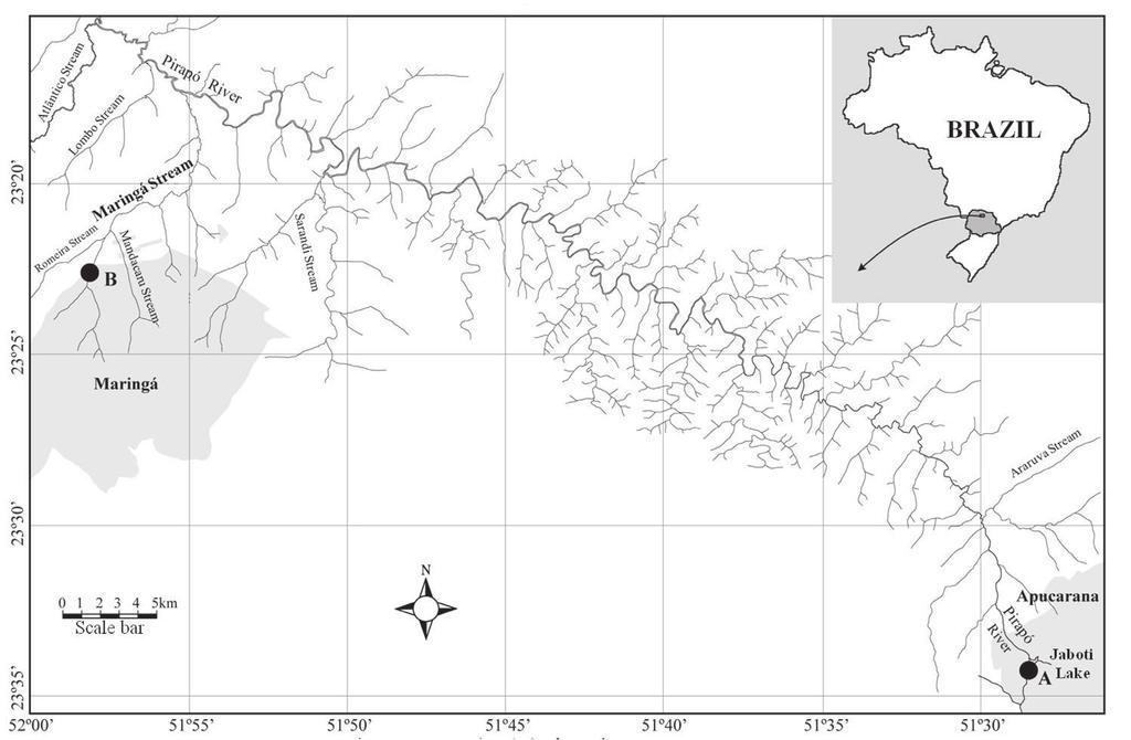 Intraspecific ecomorphological variations in Poecilia reticulata... 219 Fig. 1. Location of the sampling sites: Jaboti Lake (A) and Maringá Stream (B), state of Paraná, Brazil. Fig. 2. Sampling site in Maringá Stream, municipality of Maringá, state of Paraná, Brazil.