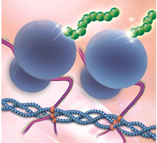 Sintese de Proteína Cell-Free Introdução Em meados de 1956 viram que a ribonucleoproteína era capaz de realizar a síntese de proteína na ausência de mitocondrias celulares.