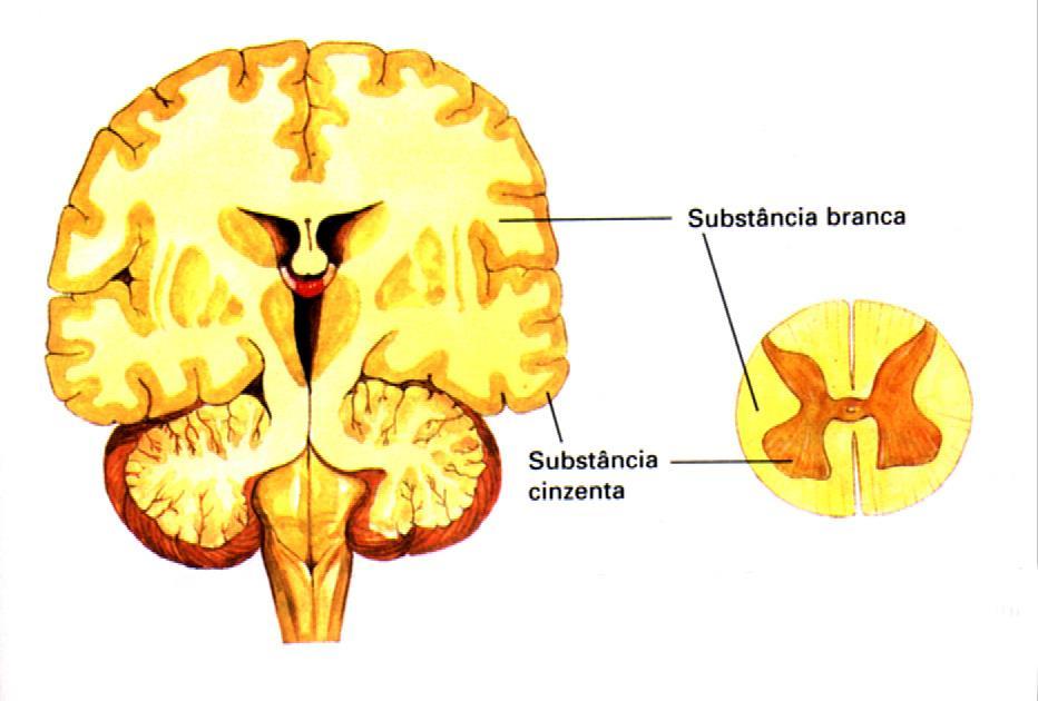 Substância branca x cinzenta Por que o