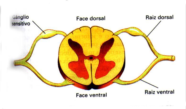 Mas há três tipos de nervos: sensitivos (no