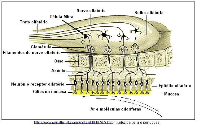 Órgãos dos sentidos Olfato - Epitélio olfativo da parte superior das cavidades