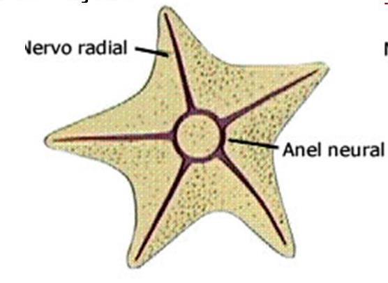 2.2. Sistema Nervoso Ganglionar Equinodermos -> anel nervoso em torno da boca, de onde partem 5 nervos radiais que se ramificam. 2.3.